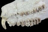 Oreodont (Merycoidodon) Partial Skull - Wyoming #95058-7